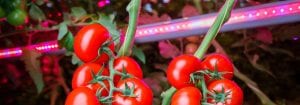 Herramienta de cálculo de Horti
