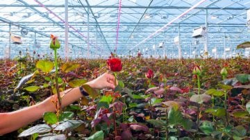 las luces LED para cultivos mejoran la calidad y el rendimiento en cultivos de rosas