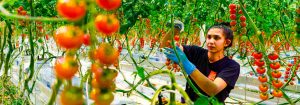 Cultivo de frutas y verduras