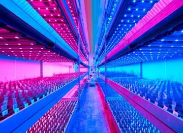 Varios ciclos de cultivo al año