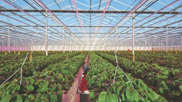 El invernadero de Brookberries cultiva fresas a lo largo de todo el año
