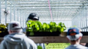 Plantas en arriates Florensis