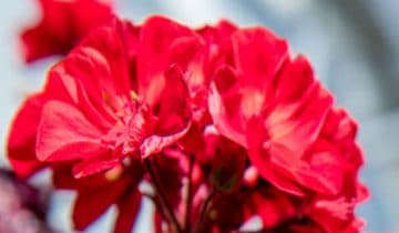 Menos recortes y trasplantes más rápidos con la iluminación superior LED de Philips