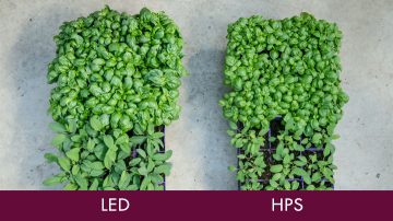 Kalamazoo Specialty Plants, Kalamazoo, Míchigan