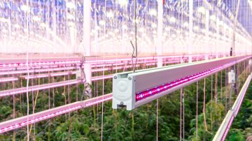 Luminaria de color de Philips lighting alumbra el invernadero
